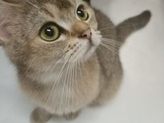 -猫色咖啡·猫咖