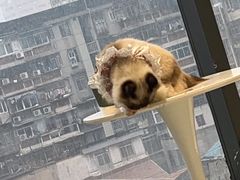 -怪兽屋·羊驼·猫咖·狗咖(俊华广场店)