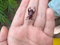 -西双版纳基诺山寨