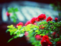 -白鹭湾湿地公园