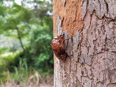 -凤岗南门山森林公园