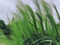 -海珠湖公园