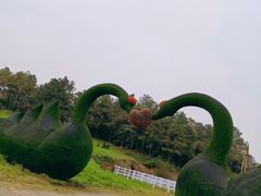 -大塘金香草谷