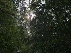 -西双版纳原始森林公园