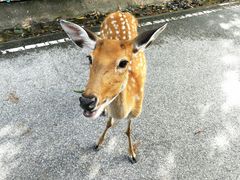 -清迈夜间动物园