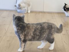 -观音桥步行街