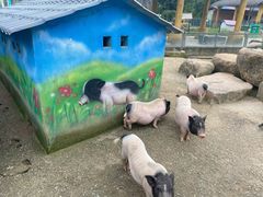 -上方山森林动物世界