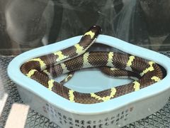 -上海大自然野生昆虫馆(东方明珠·爬宠昆虫探索中心)