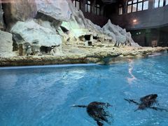 -帝企鹅自助餐厅•儿童岛•真企鹅(长隆企鹅酒店)