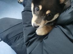 -宠颐生动物医院·心脏科·保险定点(锦阳分院)