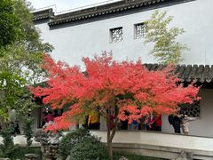 -秋霞圃