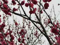 -香雪海