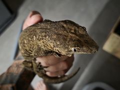 -酷以爬仙阁实体爬宠店·守宫·蜥蜴·专业繁育