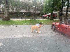 -火车头法国西餐厅