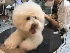 -momokira米努特·德文卷毛猫·棉花面纱犬