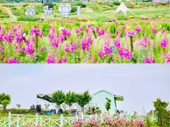 -空港花田景区