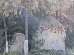 -合肥滨湖国家森林公园