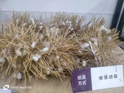 -太湖雪蚕桑文化园