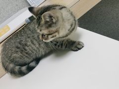 -谐和贝康宠物医院24小时·宠保定点(急重症转诊中心)
