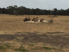 -威勒比开放式动物园