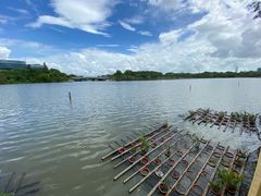 -华侨城湿地公园