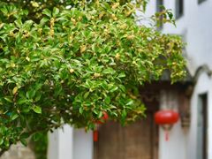 -狮王府淮扬菜(夫子庙老门东店)