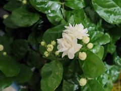 -中环花鸟鱼虫市场