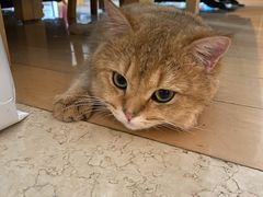 -东方名猫馆·英短金渐层布偶猫舍(环线广场1号楼店)