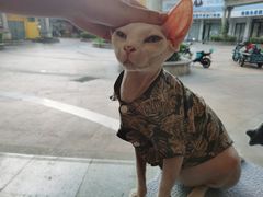 -猫力发电所·宠物专门店