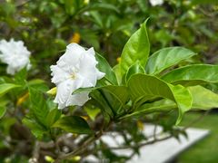 -荔香公园