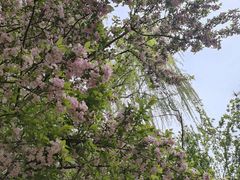 -石家庄市植物园