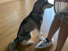 -Husky Go! 哈士奇体验馆·宠物咖啡厅狗咖
