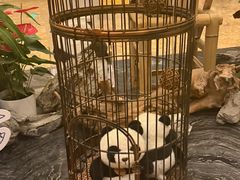 -成都保利公园皇冠假日酒店(熊猫基地店)