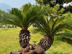 -国家植物园南园