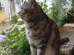 -海边的猫和咖啡馆