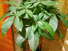 -乐享养生(东湖店)