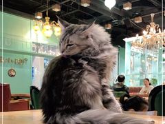 -猫小院猫主题餐厅(三里屯店)
