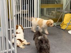 -有喵·猫咖·狗咖·30几只猫10只小狗(岗厦店)
