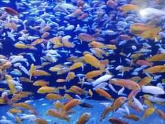 -成都浩海立方海洋公园