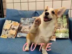 -翊宠yipet猫狗购宠庄园犬舍•猫舍