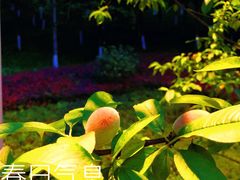 -重庆中央公园(渝北区)