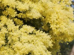 -厦门国家会计学院