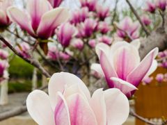 -永定河休闲森林公园