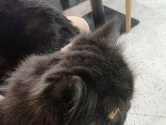 -喵园·猫主题咖啡厅·撸猫·猫咖(国贸店)