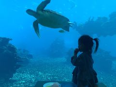-海棠湾洲际-涛·海底餐厅·美人鱼·自助餐·海底隧道