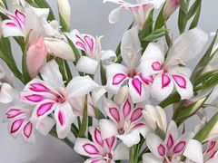 -花邻FloweringLife花艺气球派对(武康大楼店)