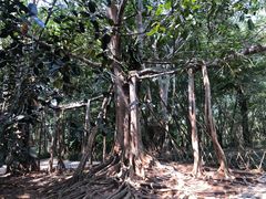 -中国科学院西双版纳热带植物园