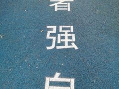 -银湖山郊野公园-相思林