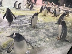 -大连圣亚海洋世界