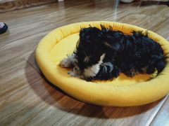 -多乐狗狗宠物训练工作室